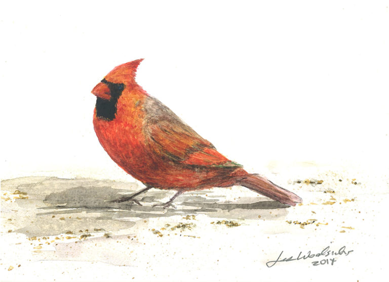 Winter Cardinal  5×7  $50