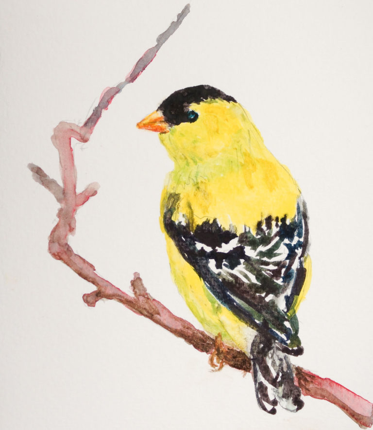 Male Finch  5×7 $50