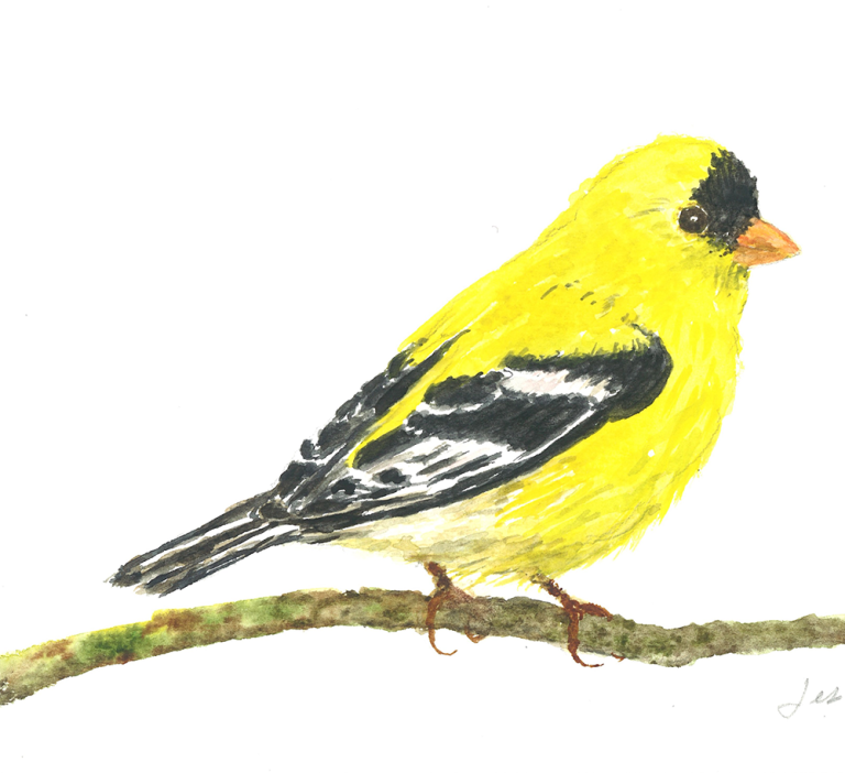 Male Gold Finch 5 X 7 $50