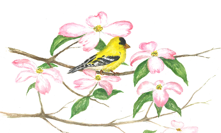 Finch on Dogwood 9×12 $250