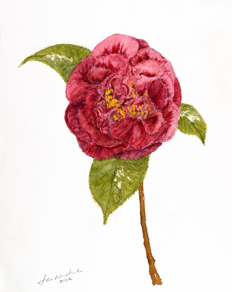 Red Camellia 8 X 10 $125