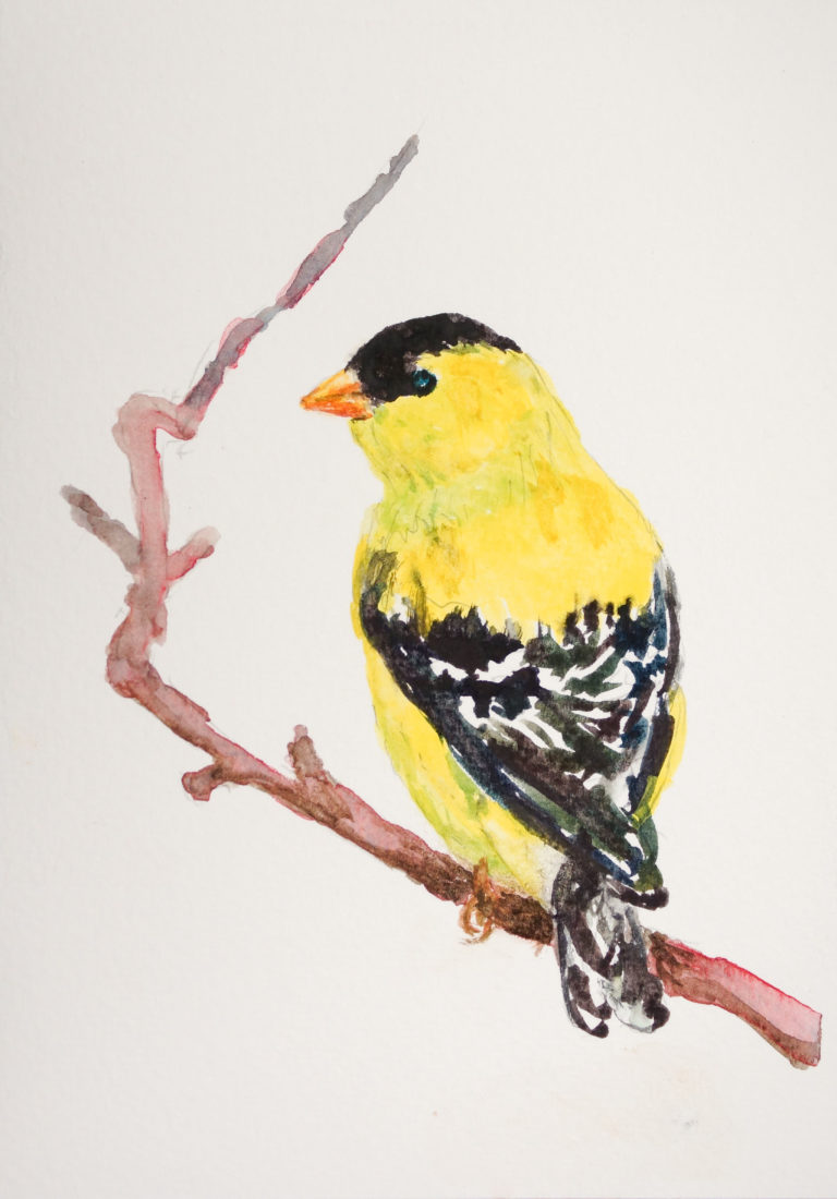 Male Finch 2 5×7 $50