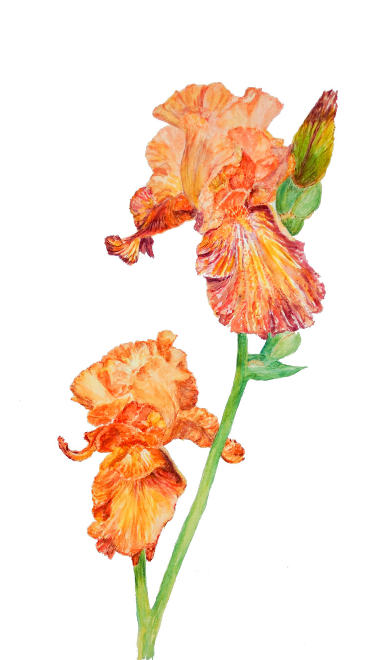 Copper Iris 11 X 17 $450