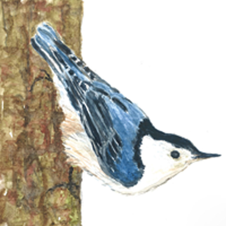 Nuthatch on Pine 5 X 7  Private Collection