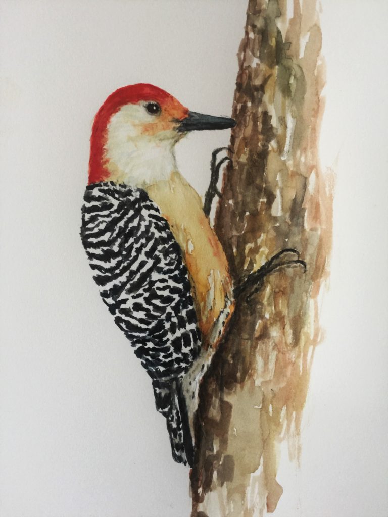 Red-bellied Woodpecker 9×12 Private Collection